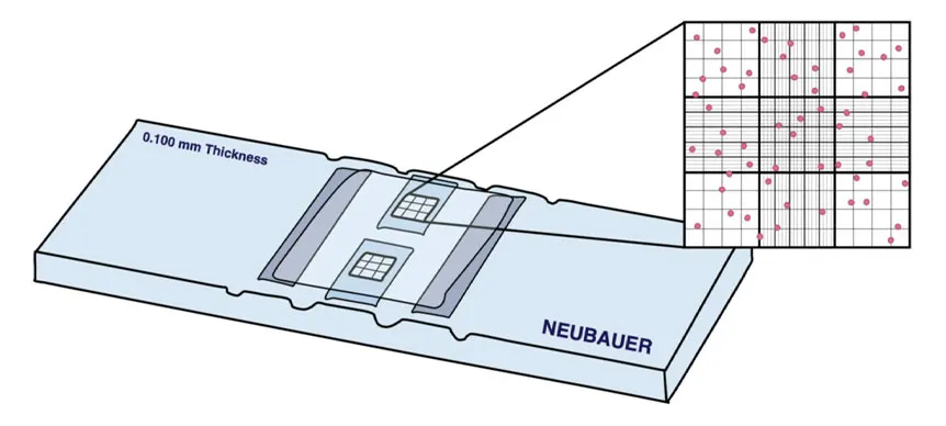 شمارش گلبول های سفید و قرمز با لام نئوبار